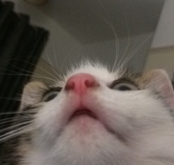 Unflattering Cat Selfies