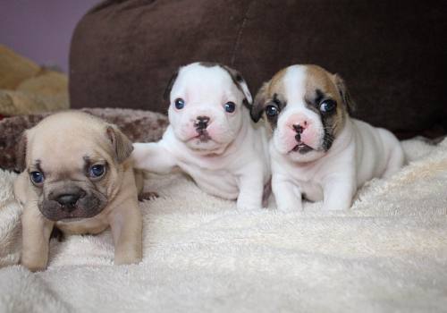 puppiestotherescue:  Two of my favourite instagram accounts:   alienbatpigs /  frogbatpigz  
