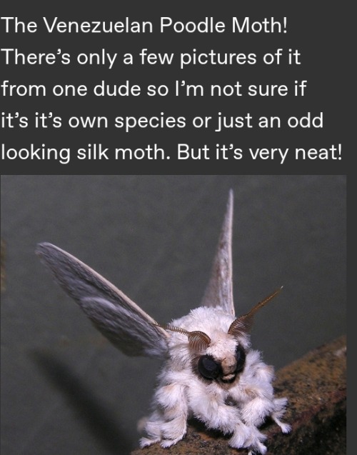 A Miscellaneous Collection Of Animals People Have Sent Into My Inbox