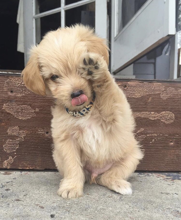 aww-so-pretty:  Hello human
