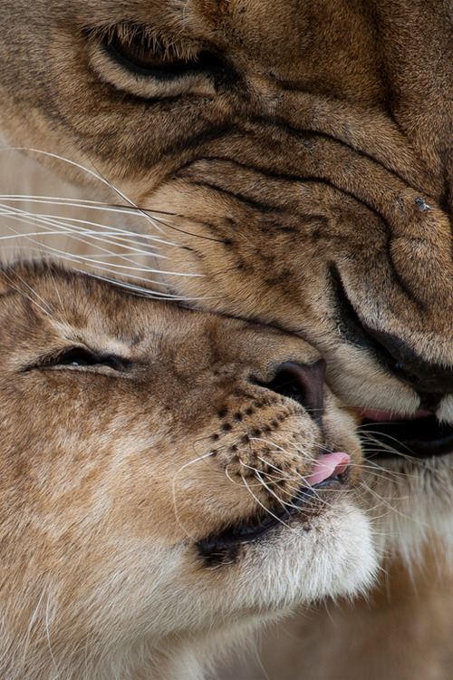 vurtual:  Affection (by Fanus Weldhagen)
