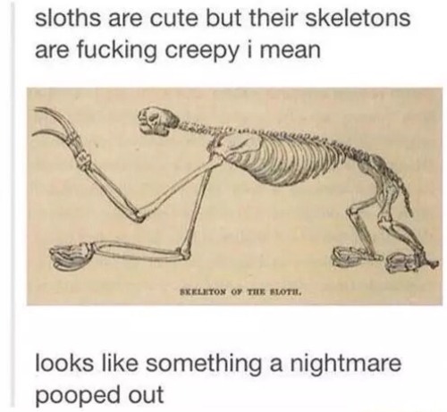 randominternet: Creepy Sloth
