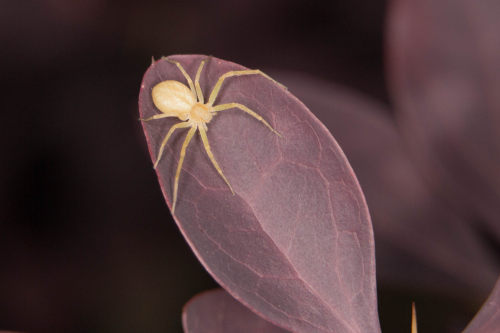 Araignée-crabe - Crab spider by Matthieu Rouy