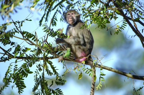 sdzoo:When our boisterous baboon band charges into their expansive, naturalistic habitat, the daily 