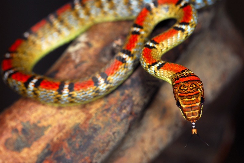 snake-lovers:  Banded Flying Snake (Chrysopelea pelias) 