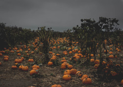 erikaequinox: Went to the pumpkin patch today!