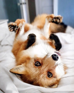 simonphillip-dosser: everythingfox:   🦊💕