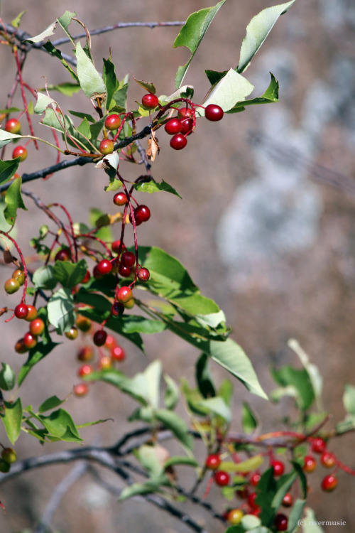 Wild Chokecherry: (Prunus virginiana) in the Beartooth Mountains, Shoshone National Forest, Wyomingb