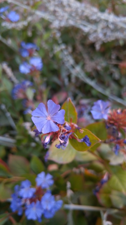 Ceratostigma plumbaginoides is in the family Plumbaginaceae. Commonly known as leadwort, or plumbago