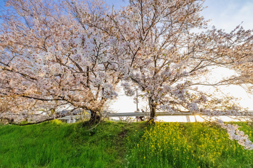 桜の山