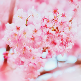 ryeou:  sakura (by 紅襪熊) 