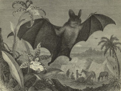 humanoidhistory:  A selection of illustrated bats from The Royal