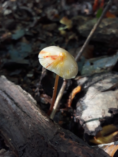 Hadley Wood, London, UK, October 2021Bleeding mycena (Mycena crocata) I absolutely adore these fungi