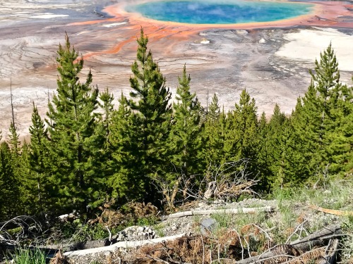 thelostcanyon:A forested hillside near the edge of Grand Prismatic Spring, Yellowstone National Park