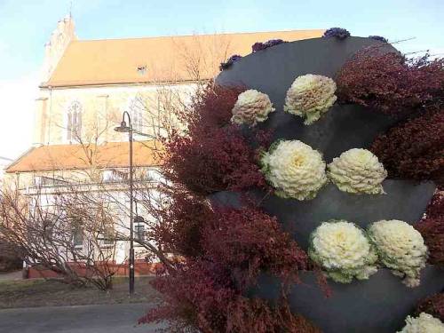 A decorative cabbages that survived frost - Jan. 2022, city Wroclaw, Poland.