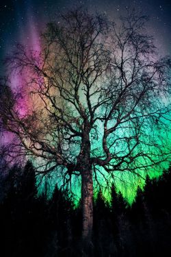 janetmillslove:Aurora Treealis by I moment