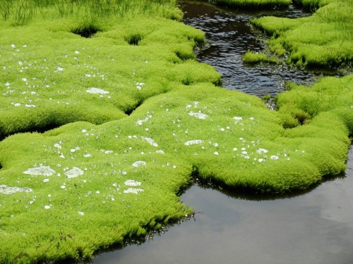 water-aesthetics:post of appreciating green