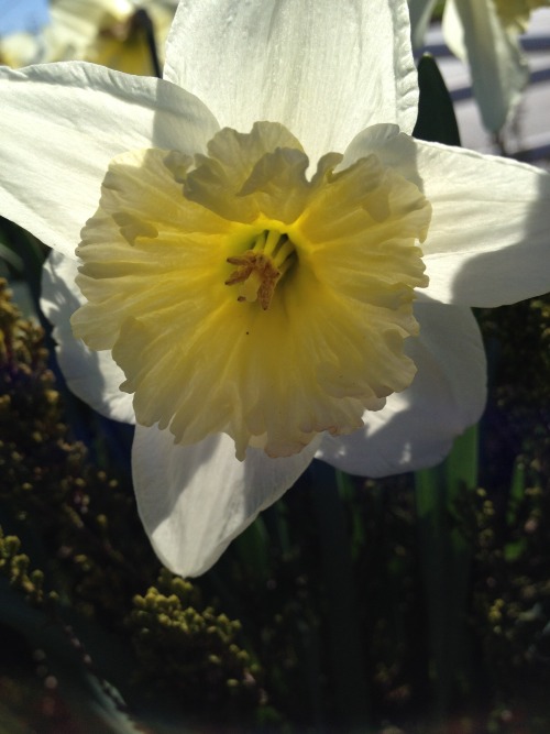 daffodil