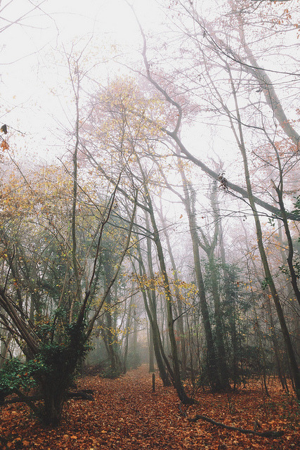 Misty Paths by RicHampton on Flickr.