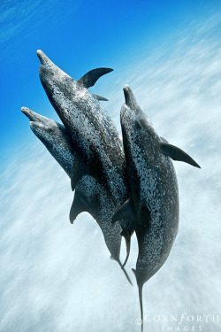 jaws-and-claws:  Atlantic Spotted Dolphin