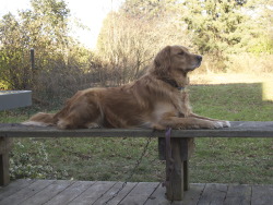 bywayofpain:  awwww-cute:  My dog likes to think that she is a majestic beast.   How dare you imply that she’s not!