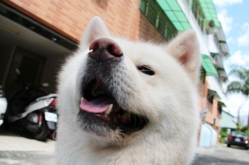 一些照片之後一些將 之後一些照片再一些將#akita #akitaken #akitainu #akitadog #akitaclub #秋田犬 #japanesedog #秋田犬將 #將 #犬 #d