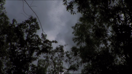 kinomiroir:Apichatpong Weerasethakul, A Letter to Uncle Boonmee