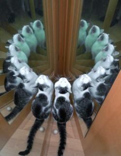 stunningpicture:  Infinity Cat
