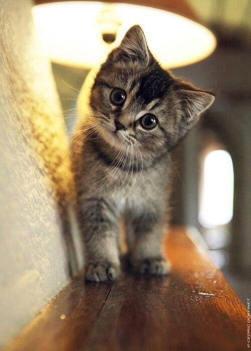 daddyspurty:  Because kittens are 😍😍