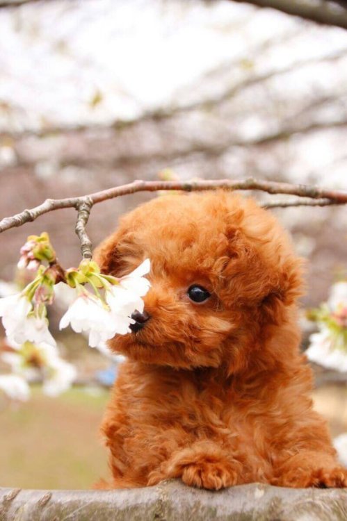 babyanimalgifs: more baby animals here
