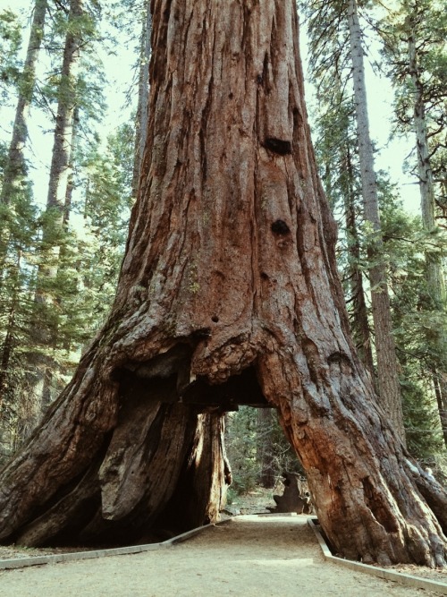 danielodowd:  littlegracie 