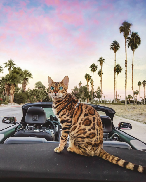 Porn photo animals-addiction:Meet the adventure cat “Sukiicat”