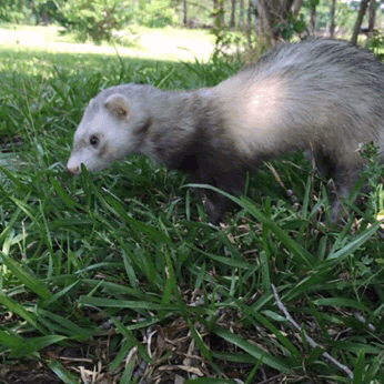 plantered:  took my dog for a walk 