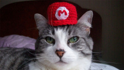 thenintendard:  Nintendo Cats From Kotaku.com