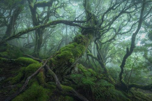 amazinglybeautifulphotography:A gnarled old growth myrtle beech (Nothofagus cunninghamii) on a foggy morning in northeastern Tasmania, Australia. [2048 × 1365][OC] - Author: BenMazePhotography on Reddit