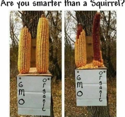 explainguncontrolandsafespaces: libertybill: intellectuallydetained: phroyd: If Squirrels Won’