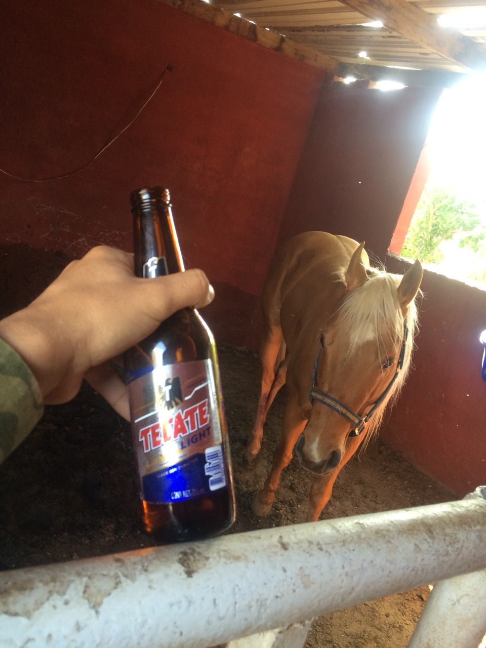 narcoteca:Anda, ven! No seas tímido. 🐴🍺