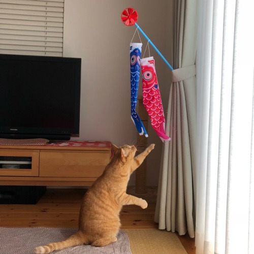 chikuwathecat:  Today, May 5th is Children’s Day in Japan. It is a day to pray for children’s growth by decorating carp streamers. 今日、5月5日は日本ではこどもの日です。鯉のぼりを飾って子供の成長を祈る日です。