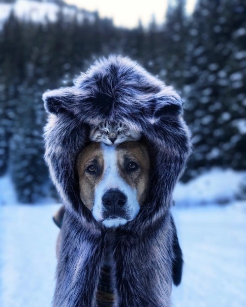 aww-so-pretty: Meet Henry The Colorado Dog and his best friend.