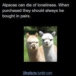 ultrafacts:  renaldi-faction7:  ultrafacts:  itsfelipebro:  pewdiepiesfanblog:  ultrafacts:  Source Want more facts? Why not follow Ultrafacts  y’know, just in case y’all wanna buy some alpacas or somethin  People buy them sort of as guard dogs on