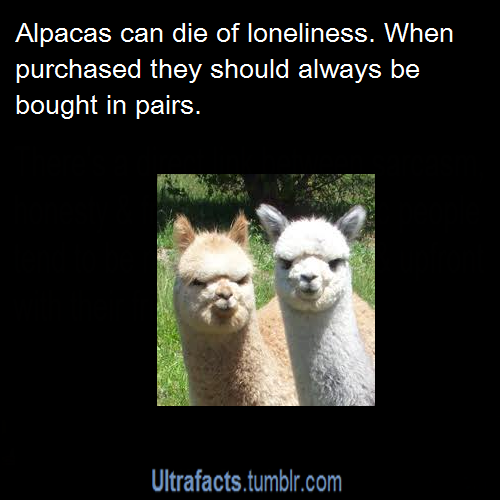 ultrafacts:  itsfelipebro:  pewdiepiesfanblog:  ultrafacts:  Source Want more facts? Why not follow Ultrafacts  y’know, just in case y’all wanna buy some alpacas or somethin  People buy them sort of as guard dogs on farms and places with animals and