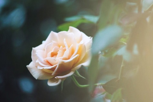 1217love:Let love find you.-d.j