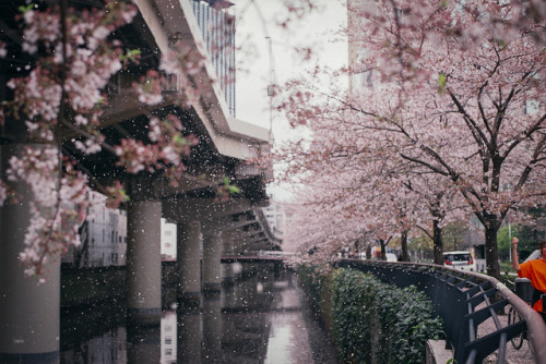 yukku-ri:Goodbye Sakura, till next year!! by xperiane (Extremely busy) on Flickr.