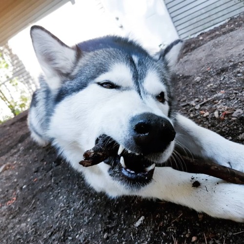 Willow vs. Stick - who will win