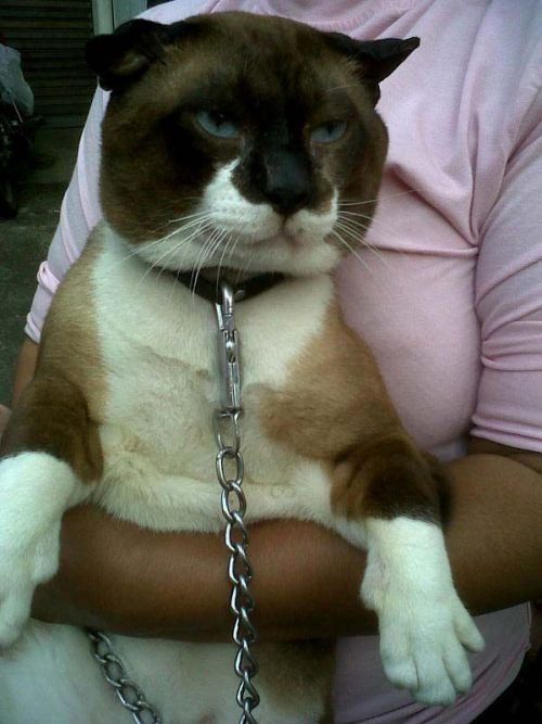 kittehkats:    The Snowshoe is a rare breed of cat originating in the United States of America in the 1960s. Snowshoes were first produced in Philadelphia when a Siamese breeder’s cat gave birth to three kittens with white feet. Wikipedia    OMFG!  This
