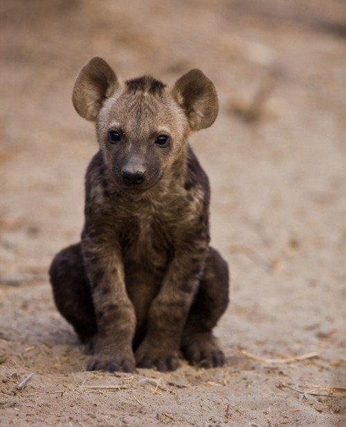 funnywildlife:A ten-week-old spotted hyena cub outside its underground den , Mombo Camp, Botswana by