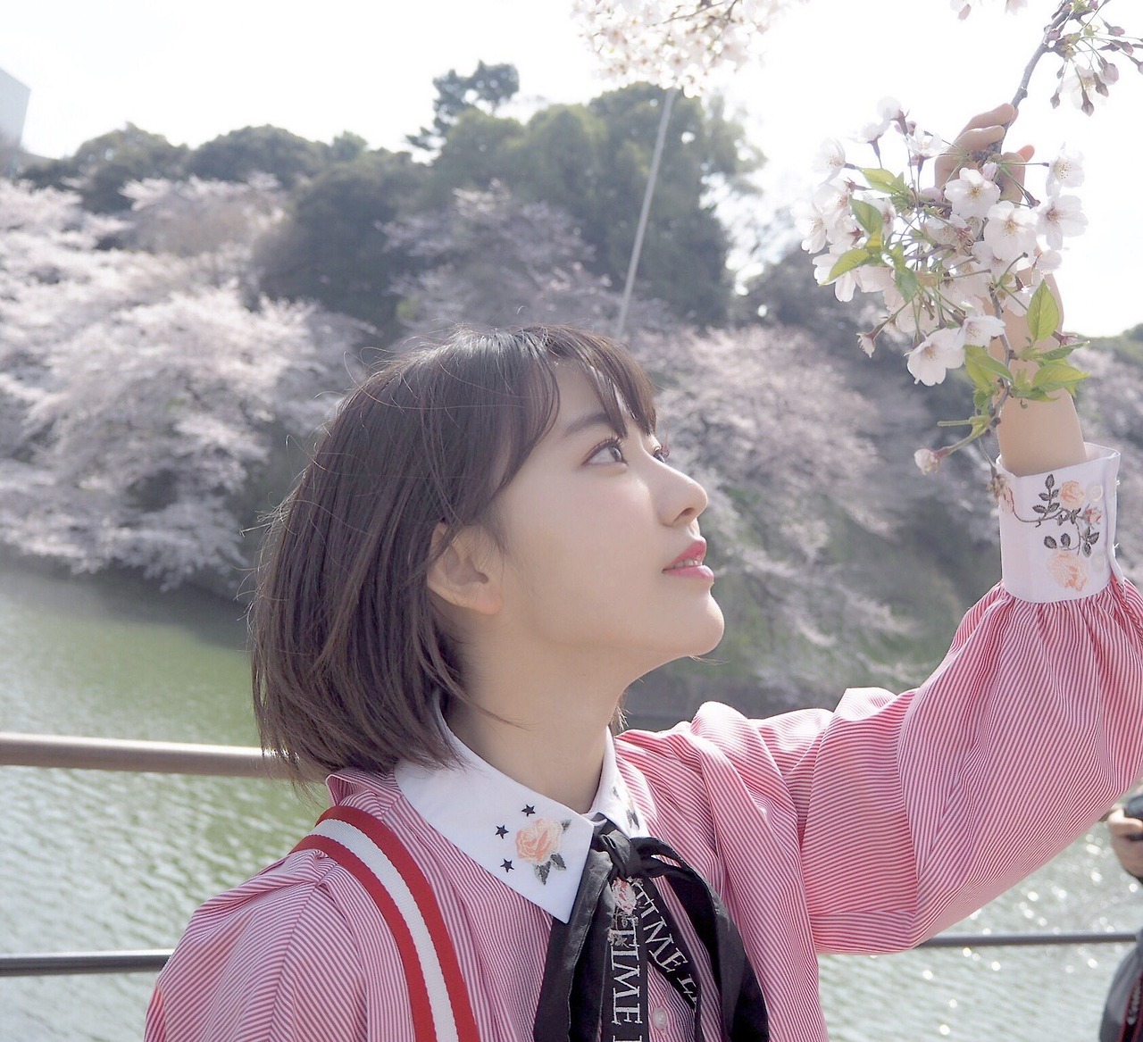 hunter934:  Miyawaki Sakura under Sakura Tree