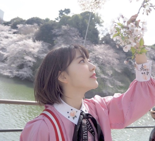 hunter934:  Miyawaki Sakura under Sakura Tree