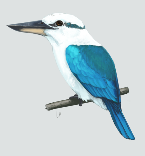 Mariana Kingfisher, or Sihek. As a tree kingfisher, these guys live in the forest and eat lizards an