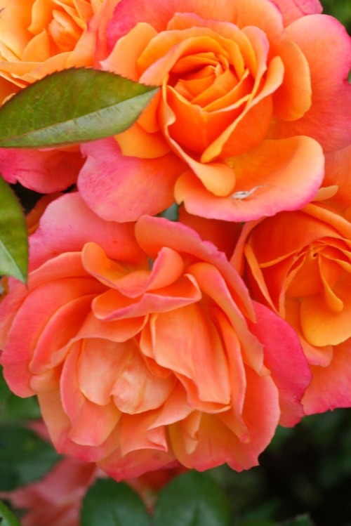 miss-mandy-m:Pink orange roses